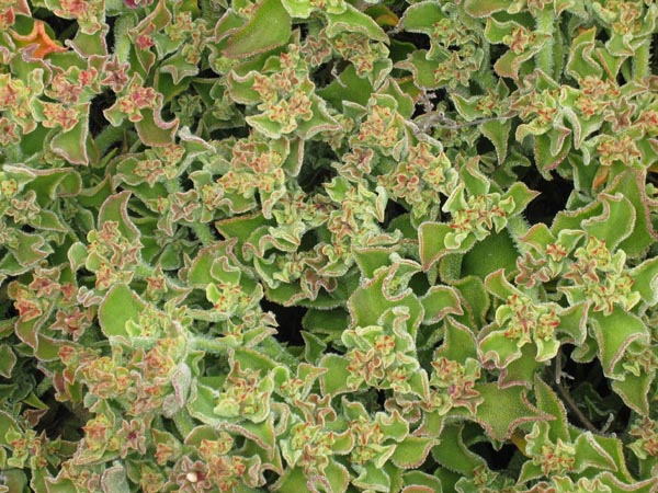 cal0159