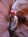 spring20060023_r1